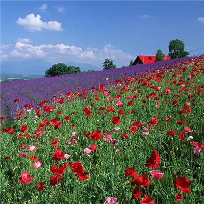 滁州房产网下载